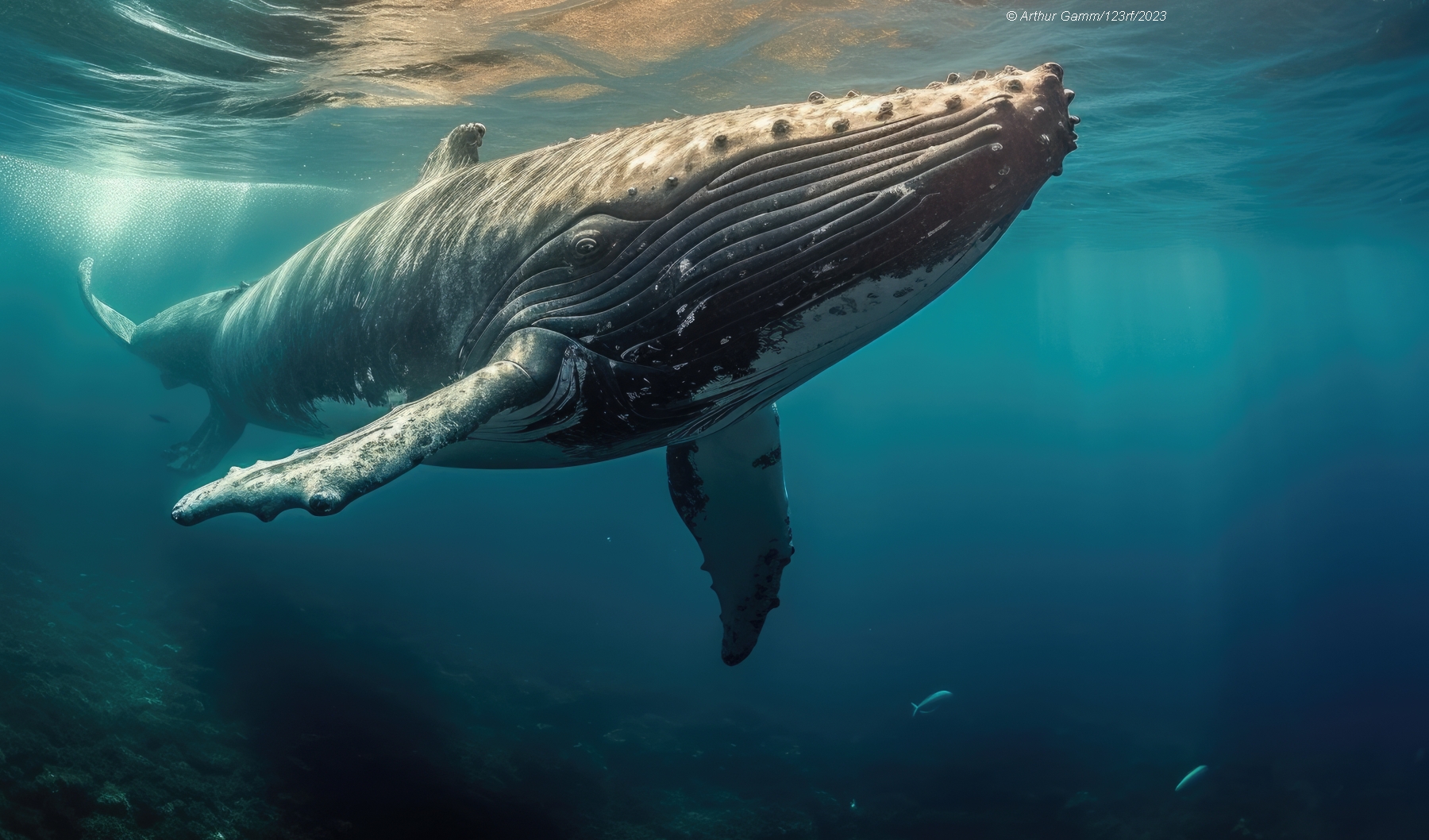 Lettura in spagnolo con esercizi:  Santuario de ballenas de El Vizcaíno
